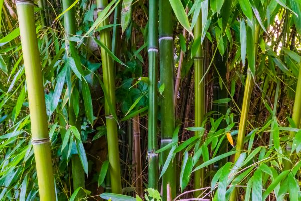Bamboo Trimming in Ringgold