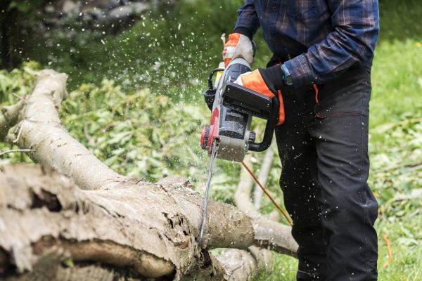 Branch Removal Service in Ringgold