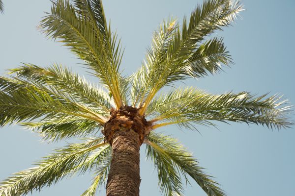 Palm Tree Pruning in Ringgold