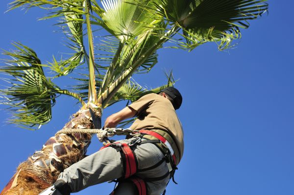 Palm Tree Trimming in Ringgold