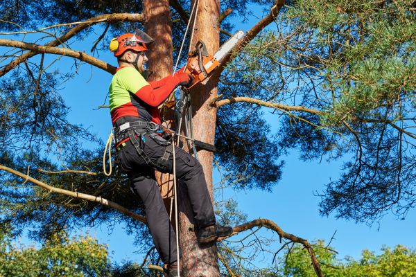 Tree Service in Ringgold