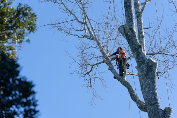 Tree Topping Service in Ringgold