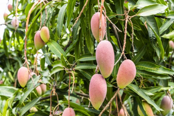 Mango Tree Trimming in Ringgold