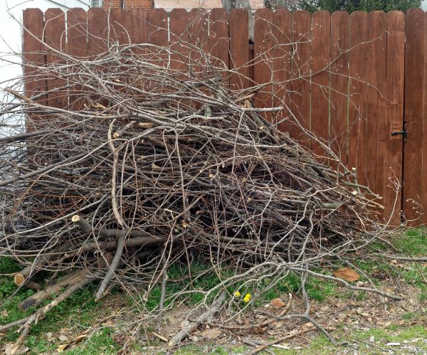 Dead Branch Removal in Ringgold