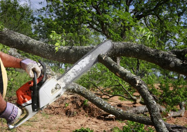 Tree Branch Cutting in Ringgold
