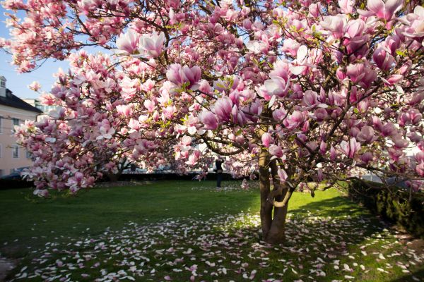 Ornamental Tree Pruning in Ringgold