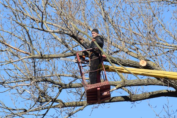 Emergency Tree Trimming in Ringgold