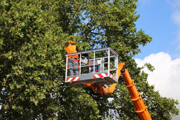 Commercial Tree Service in Ringgold