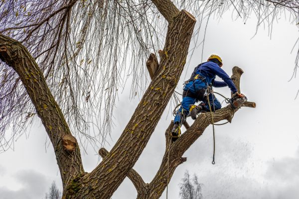 Tree Maintenance Service in Ringgold