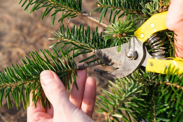 Pine Tree Pruning in Ringgold