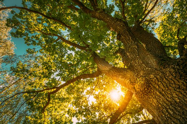 Oak Tree Pruning in Ringgold
