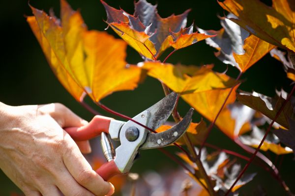 Maple Tree Pruning in Ringgold