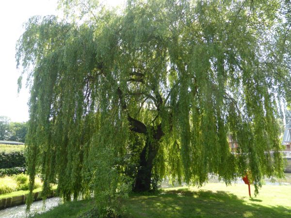 Willow Tree Trimming in Ringgold