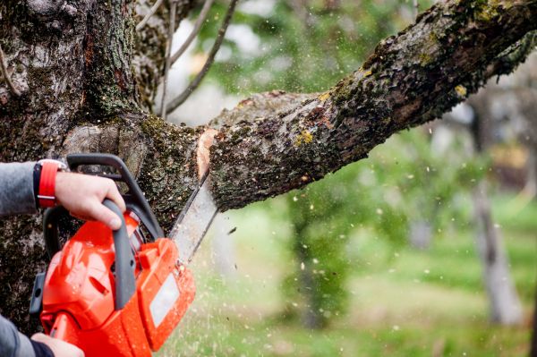 Tree Limbs Removal in Ringgold