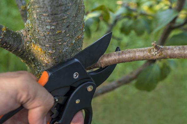 Tree Limb Cutting in Ringgold