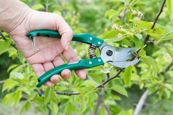 Pear Tree Pruning in Ringgold