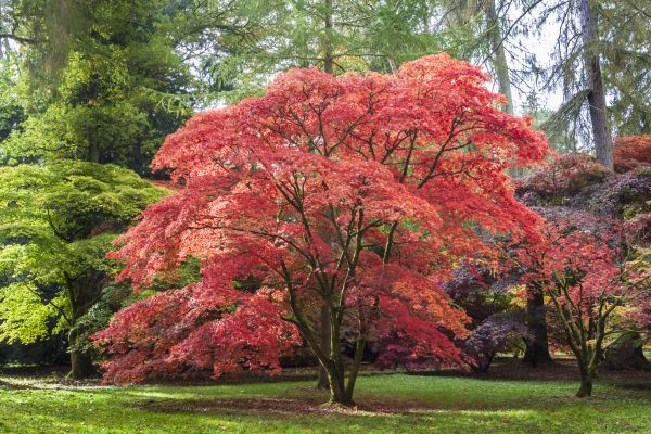 Japanese Maple Pruning in Ringgold