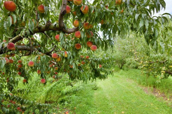 Peach Tree Pruning in Ringgold