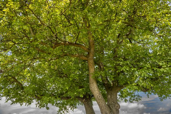 Walnut Tree Trimming in Ringgold