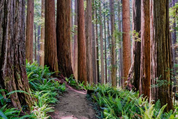 Redwood Tree Trimming in Ringgold
