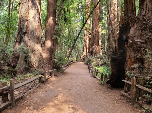 Redwood Tree Pruning in Ringgold