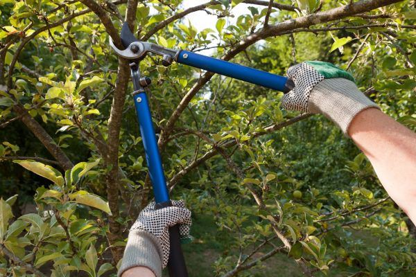 Residential Tree Pruning in Ringgold