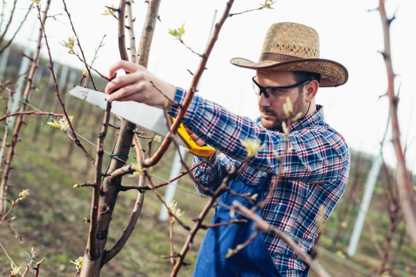 Orchard Tree Pruning in Ringgold