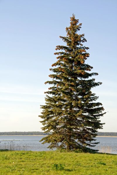 Spruce Tree Pruning in Ringgold