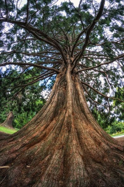 Cedar Tree Pruning in Ringgold
