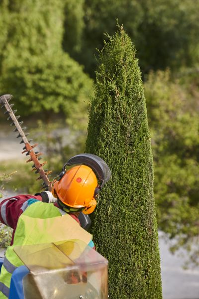 Cypress Tree Trimming in Ringgold