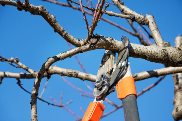 Peach Tree Trimming in Ringgold