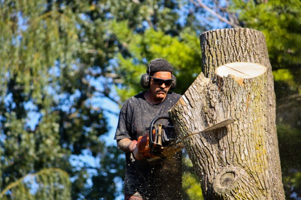 Ash Tree Pruning in Ringgold