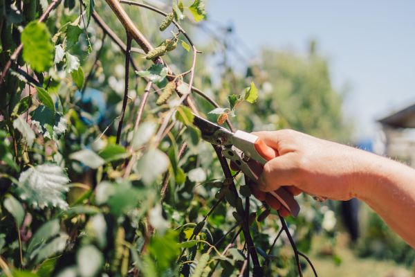 Birch Tree Pruning in Ringgold
