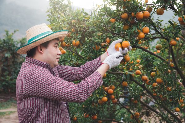 Orange Tree Pruning in Ringgold