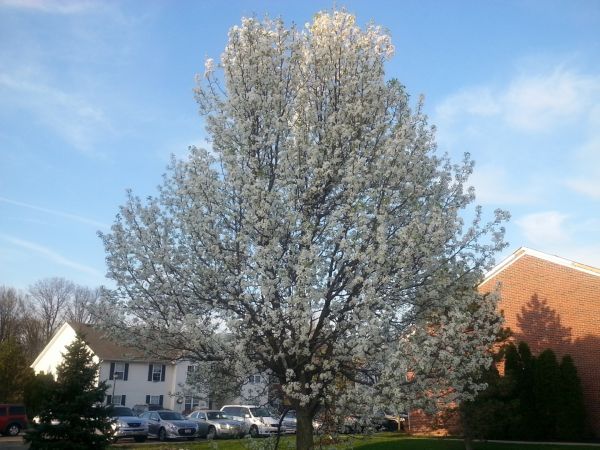 Bradford Pear Tree Pruning in Ringgold