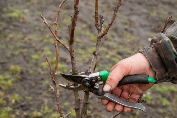 Pear Trees Pruning in Ringgold