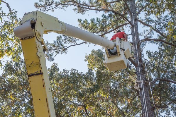 Limbs Trimming in Ringgold