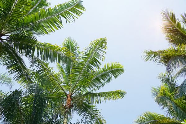Queen Palm Tree Trimming in Ringgold