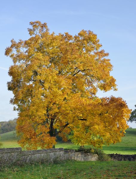 Hickory Tree Trimming in Ringgold
