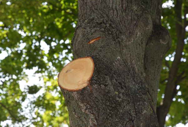 Limb Cutting in Ringgold