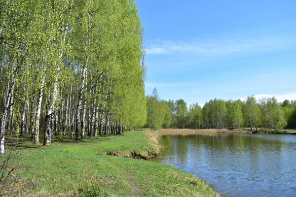 River Birch Pruning in Ringgold