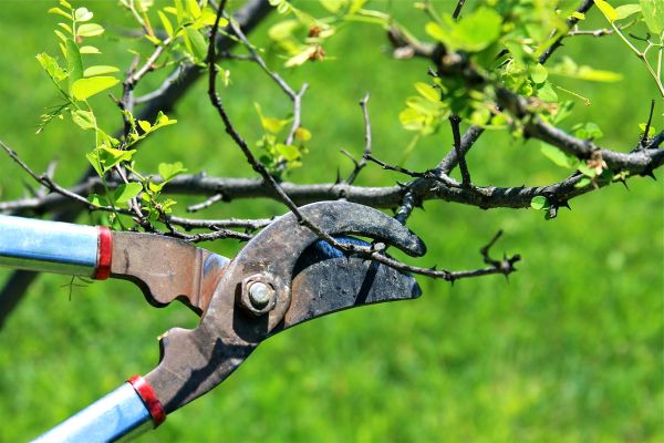 Branches Pruning in Ringgold