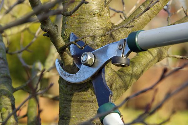 Tree Limb Trimming Service in Ringgold