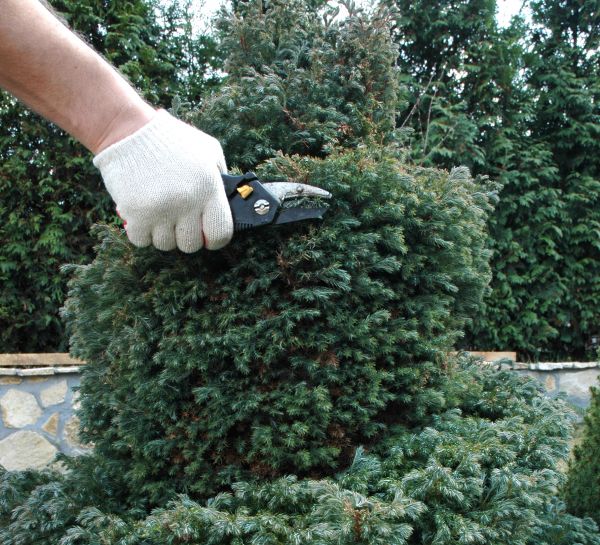 Ornamental Tree Trimming in Ringgold