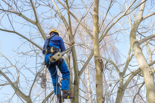 Large Tree Trimming in Ringgold