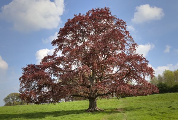 Beech Tree Pruning in Ringgold