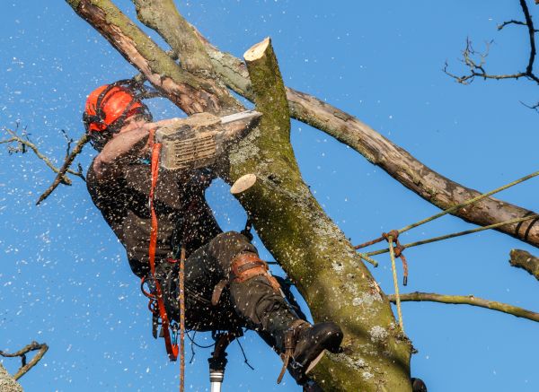 Tree Trimming Service in Ringgold