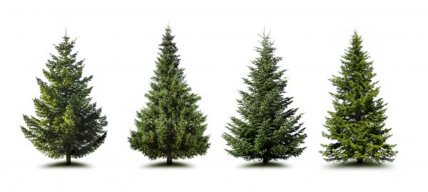 Cost of Pine Tree Trimming in Ringgold
