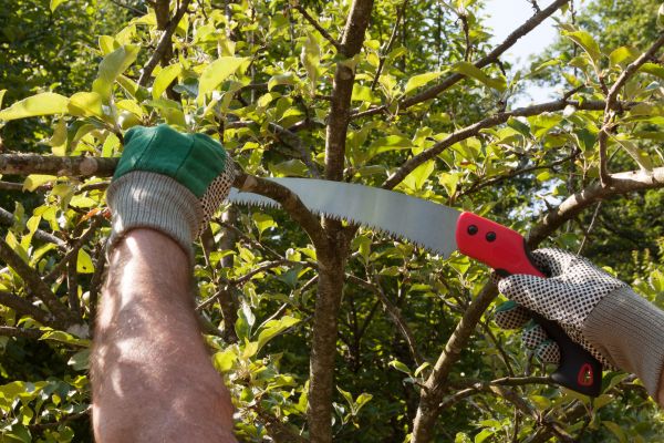 Apple Tree Trimming in Ringgold